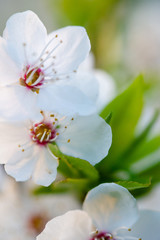 Flowering branch of fruit tree. Cherry blossomed in the spring.
