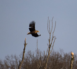 black crowned crane