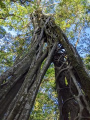Old hollow Ficus tree, Costa Rica