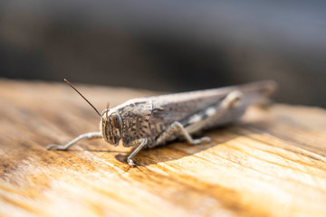 camouflaged cricket on wooden table