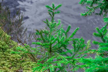 Fir tree on the sand cliff near the lake