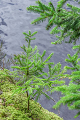 Small fir tree on the sand cliff near the river