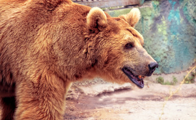 big brown bear at the zoo