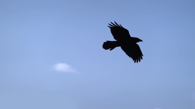Two ravens soaring on blue sky slow motion close up