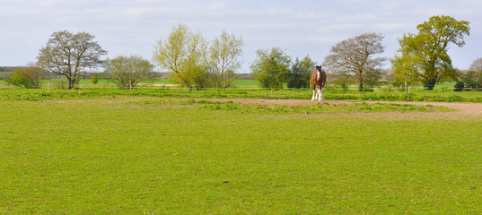 Fototapeta premium Shire Horse in Field, Panoramic - Elvington, Selby, UK