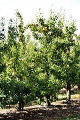 Fototapeta na wymiar tree in the orchard with juicy pears