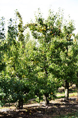 tree in the orchard with juicy pears