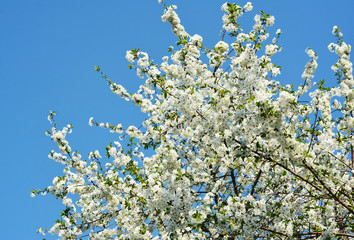 Beautiful blooming cherry tree with white cherry blossom against blue cloudless sky.