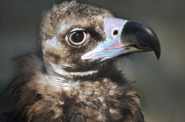 close up of a vulture