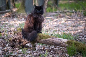 wild lebende Norwegische Waldkatze In der Natur 
