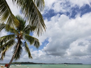 praia, paraíso, férias, natureza, coqueiros