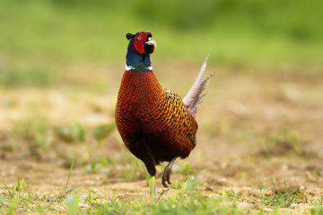 Attentive common pheasant, phasianus colchicus, with distinctive coloration. Solitary pheasant walking in the nature. Adult game bird with beautiful feathers in its natural habitat.