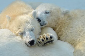 Wandaufkleber Eisbärenjunges © elizalebedewa