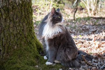wild lebende Norwegische Waldkatze In der Natur 