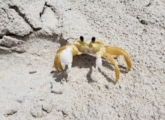caranguejo, siri, areia, animal, selvagem, praia, natureza, selvagem
