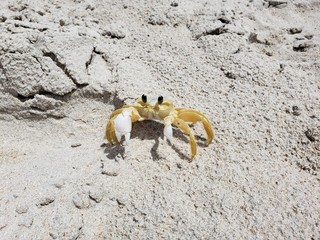 caranguejo, siri, areia, animal, selvagem, praia, natureza, selvagem