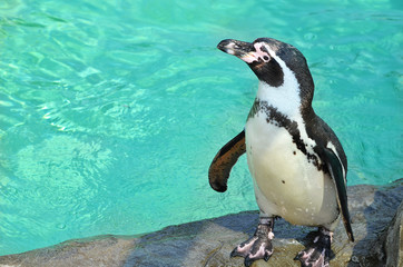 penguin on the beach