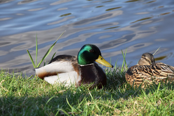 duck resting on the shore of the lake