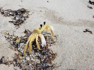 caranguejo, siri, areia, animal, selvagem, praia, natureza, selvagem