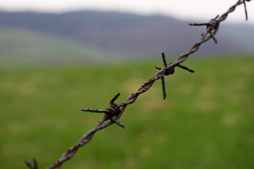 barbed wire in the meadow
