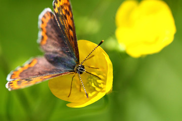 Small tortoiseshell butterfly on a yellow flower