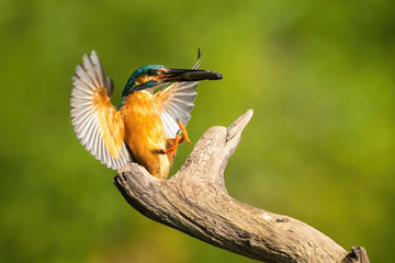 Lovely common kingfisher, alcedo atthis, landing with a catch in summer at sunrise. Animal with orange and blue feathers holding a fish. Colorful bird in summer nature.