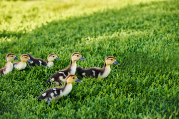Cute little duckling over green natural background. Group of ducklings sat in the sunshine. Springtime new life