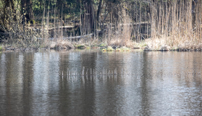 Obraz premium Teich im Garten