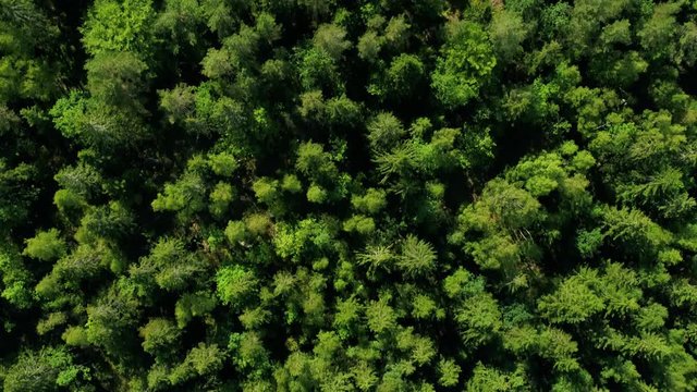 Aerial footage of beautiful green forest in Sweden, drone stock footage by DroneRune