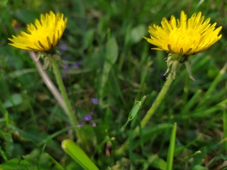 yellow dandelion flower