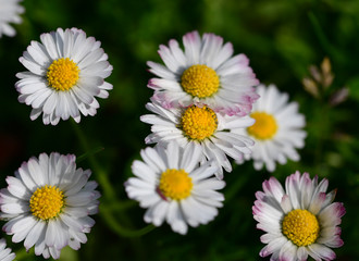 Gänseblümchen