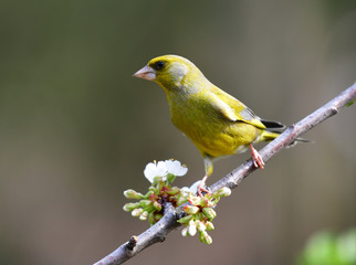 Gr&uuml;nfink M&auml;nnlich