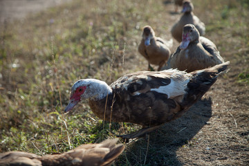 ducks with ducklings in the village