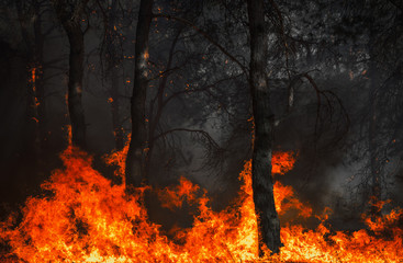  wildfire, burning pine forest .