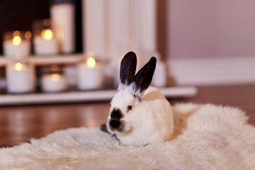 Bunny сalifornian rabbit breed poses indoors