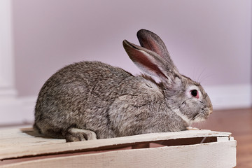 Beautiful grey rabbit chinchilla breed sits