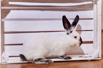 Obraz premium Beautiful californian rabbit breed sits in white wooden box indoors