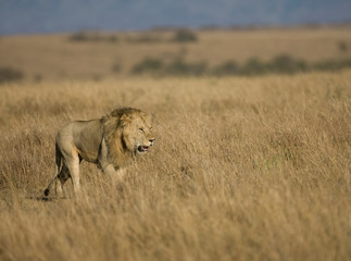 Lions on the Masai Mara Preserve, Kenya Africa