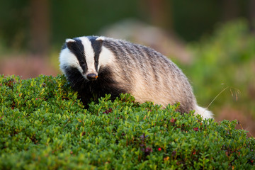 Curious european badger, meles meles, walking in cranberry bushes in summer nature. Surprised striped wild animal on a horizon in woodland. Mammal with black and white fur moving in forest.