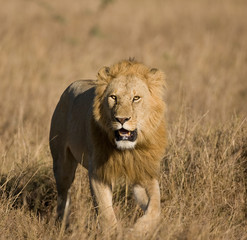 Plakat Lions on the Masai Mara Preserve, Kenya Africa