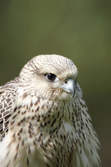 A captive Gyrfalcon under the care of a master falconer