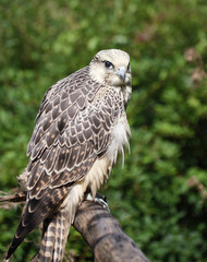 A captive Gyrfalcon under the care of a master falconer