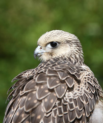 A captive Gyrfalcon under the care of a master falconer