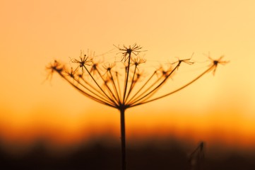dried flower at sunset