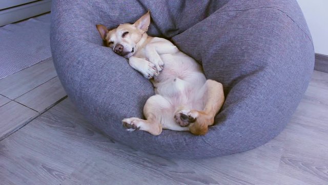 A dog with a siesta is resting in a bean bag chair on its back. Small cute tired Chihuahua dog resting on sofa. Feeling tired or bored. lazy relaxed dog Lies down on sofa for sleeping. Pets concept