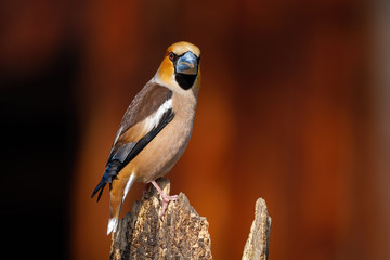Back view of male hawfinch, coccothraustes coccothraustes, turning around and facing camera with blurred orange background. Songbird with massive beak sitting in garden.