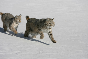 American Bobcat in snow in Montana USA