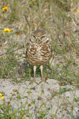 Burrowing Owl in Florida Field
