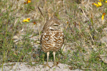 Burrowing Owl in Florida Field