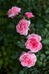 pink rose bush in the garden